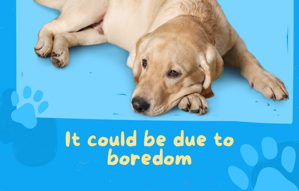 It Could Be Due To Boredom