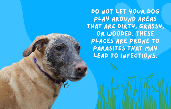 Do not let your dog play around areas that are dirty, grassy, or wooded  because these places are more prone to parasites that may lead to  infections.