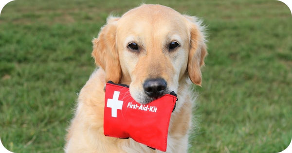 Learn Basic Pet First Aid Skills