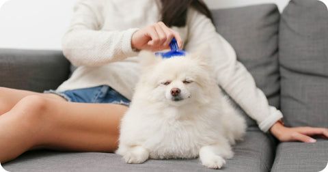 pet owner use rubber comb on dog fur