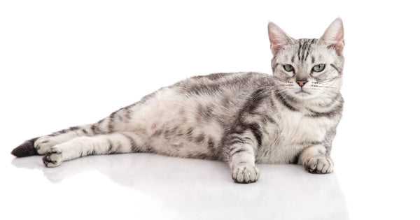 How Long Can a Cat Be Pregnant?