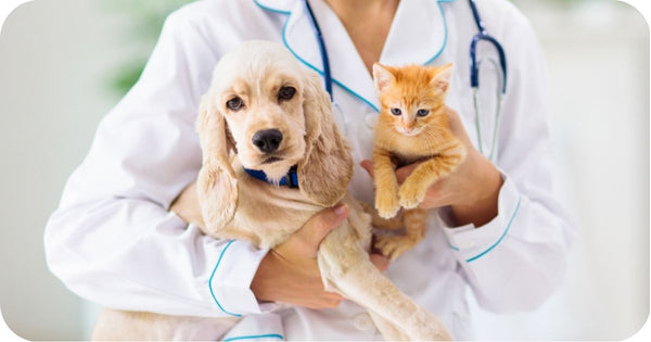 Make A Regular Appointment With Your Veterinarian