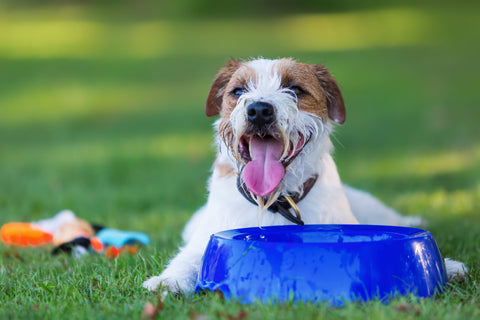 Dog drinking water