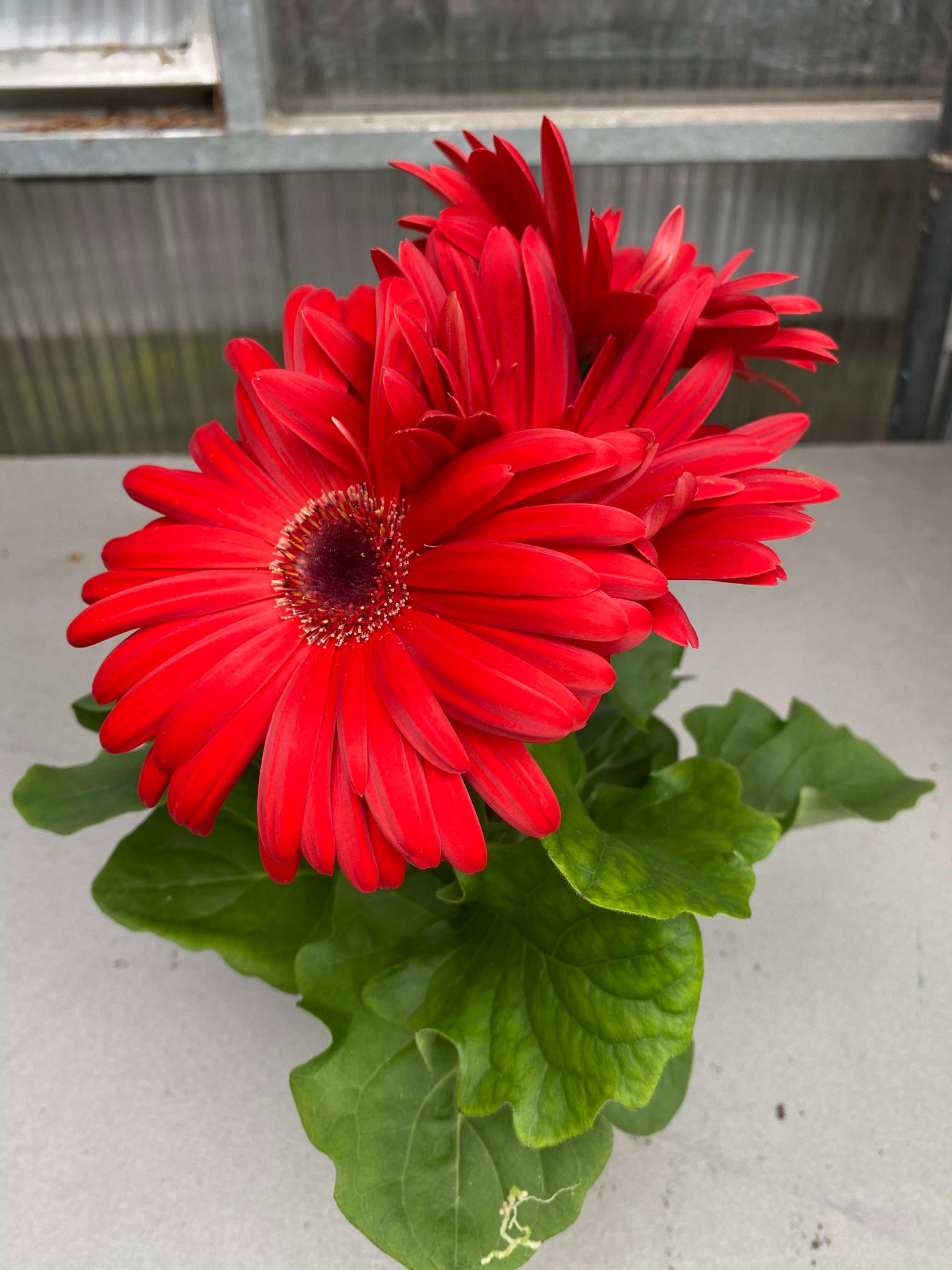 Gerberas rojas – Las Mimosas Floristería