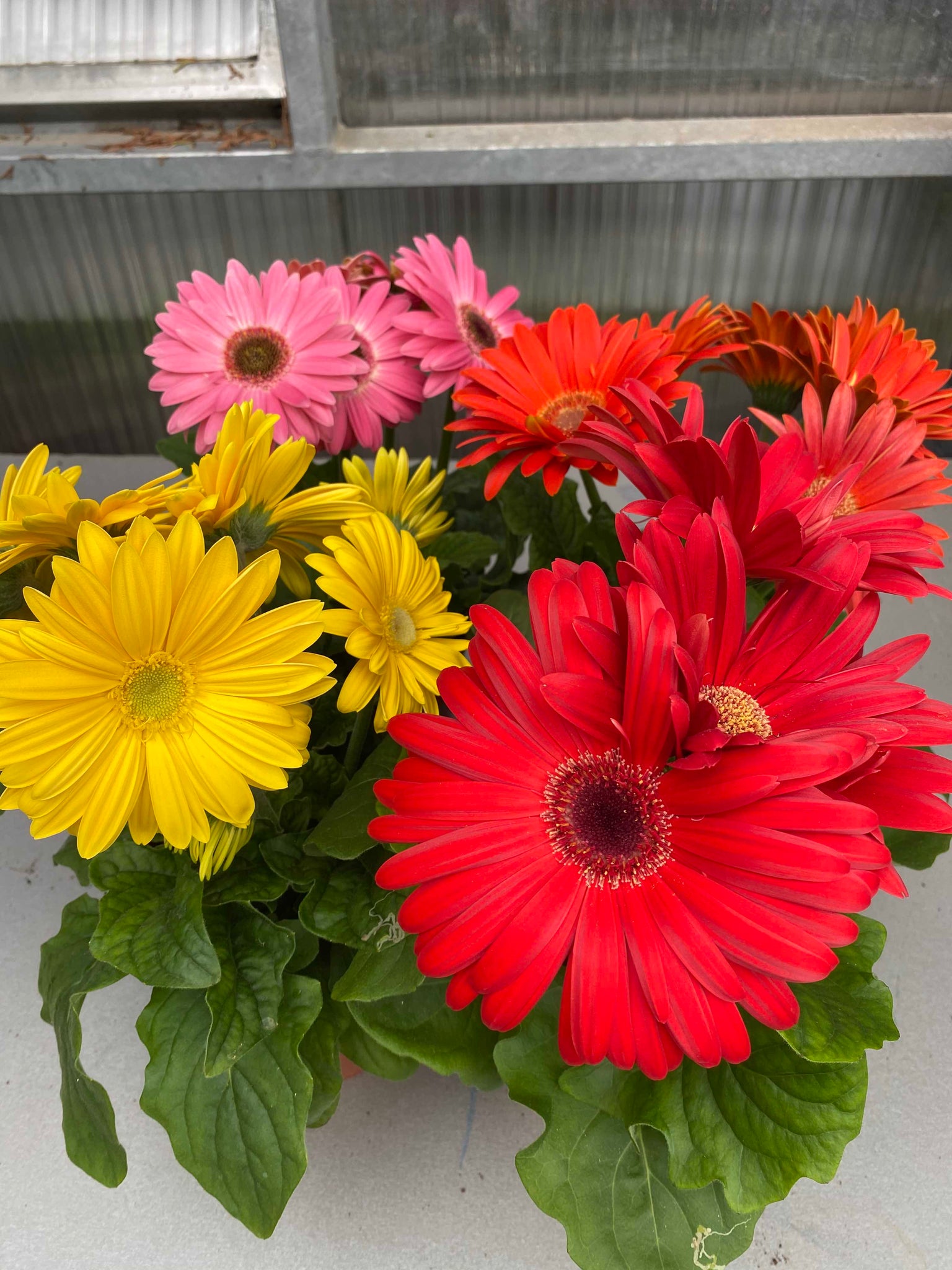 Gerberas rosa – Las Mimosas Floristería