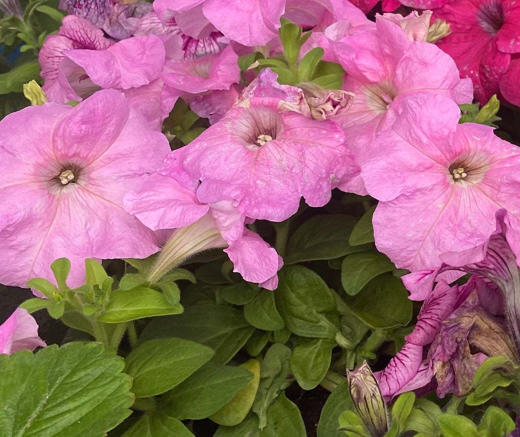 Petunia lila – Las Mimosas Floristería