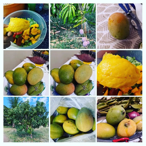 Mangos picked by John Munnelly of Hattwood Hot Sauce in Antigua in Spring 2022