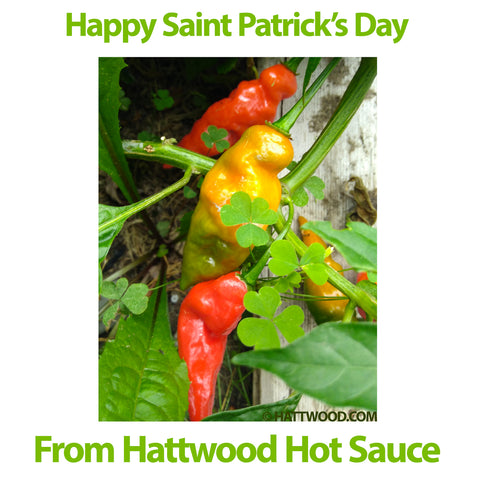 Hot peppers from Hattwood wrapped in Shamrock Green Clover. How Lucky is that?