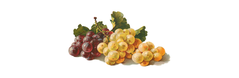 Painting of Grapes