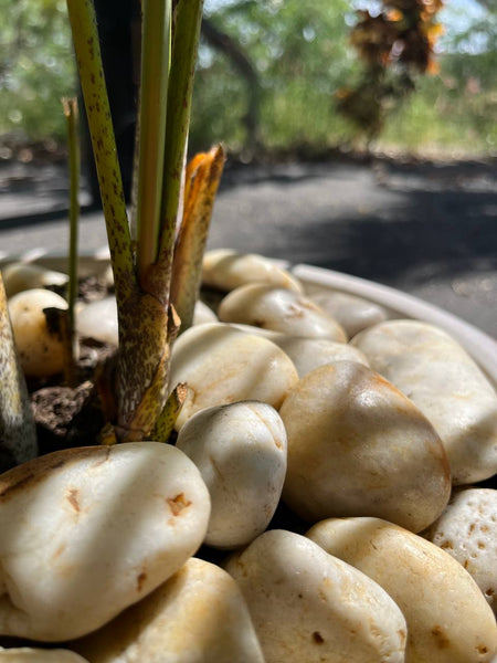 sunset-garden-pebbles-rocks-in-stock