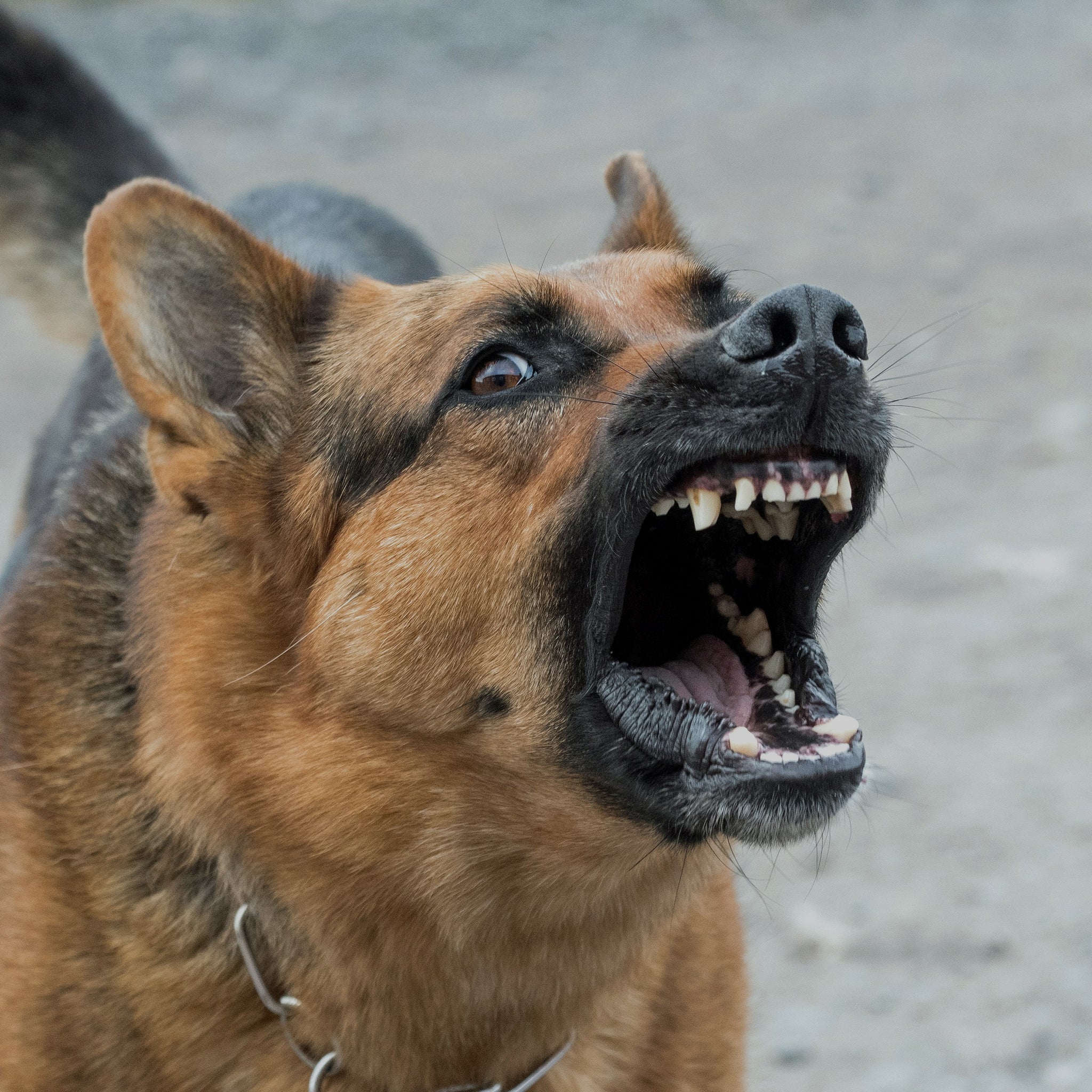 Ultimate Bark Control Blog Tagged "Dog Barking Laws"