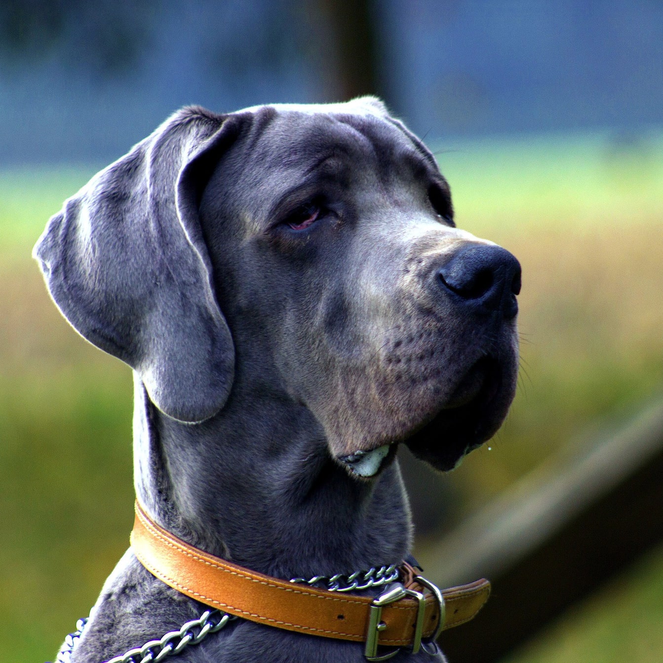 Dog Silencer MAX for neighbor's “Horse-Dog” – Ultimate Bark Control