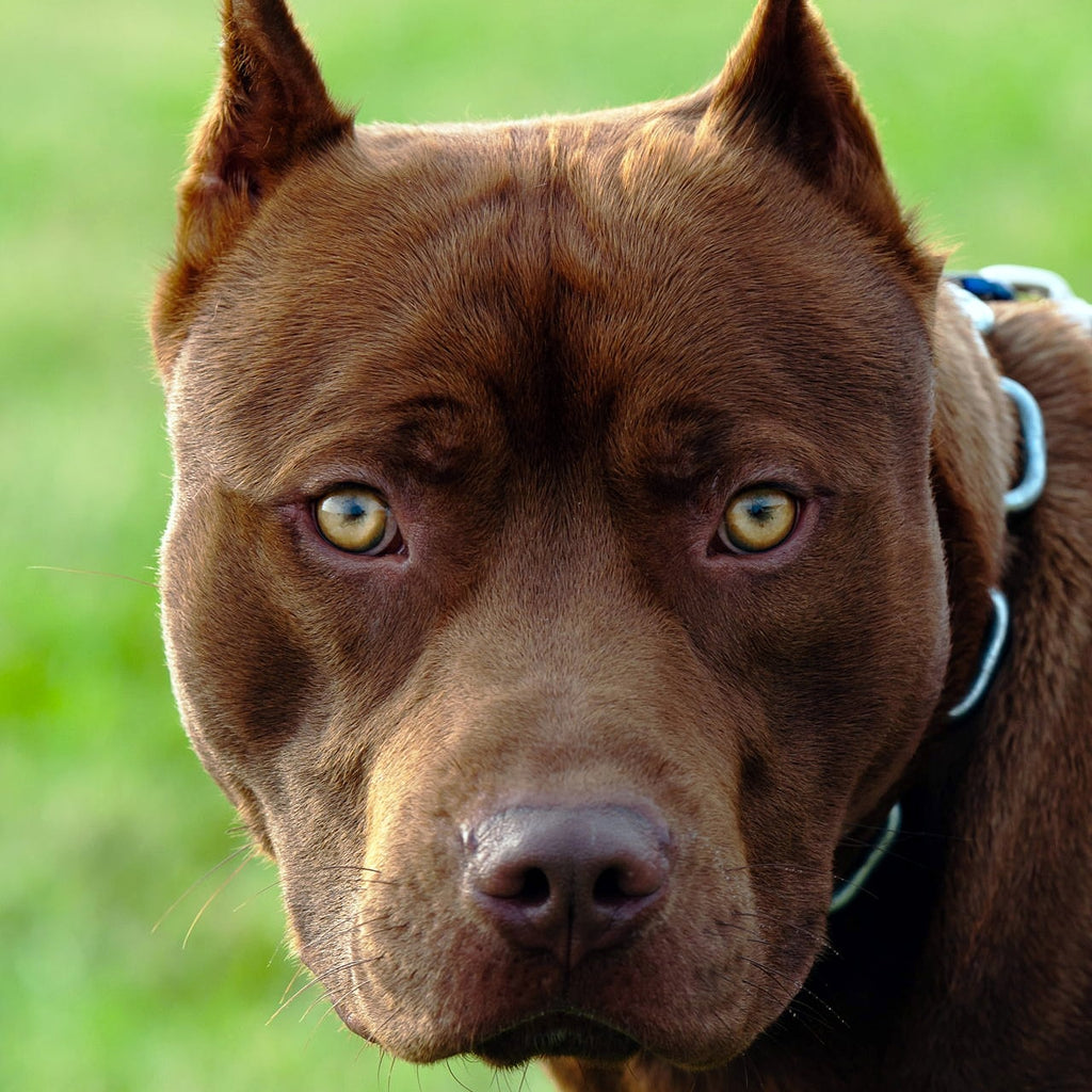 the-original-and-real-pit-bull-ultimate-bark-control