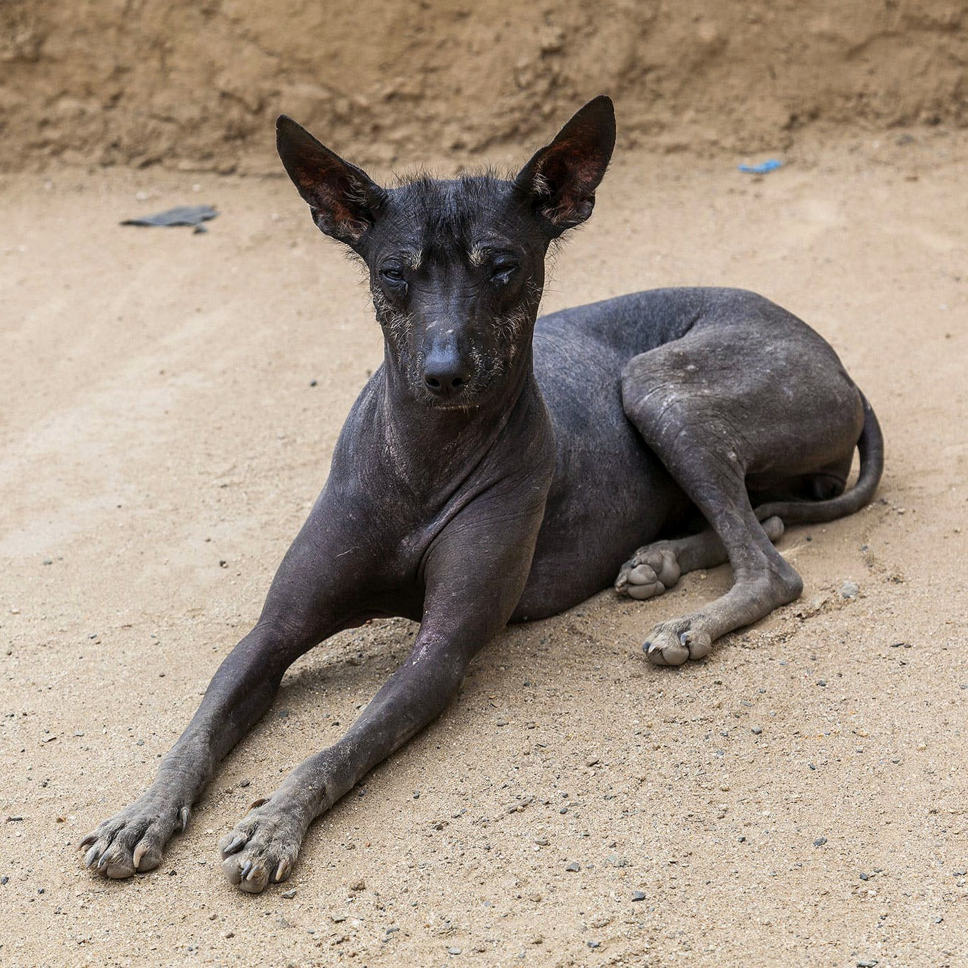 are peruvian inca orchids good dogs