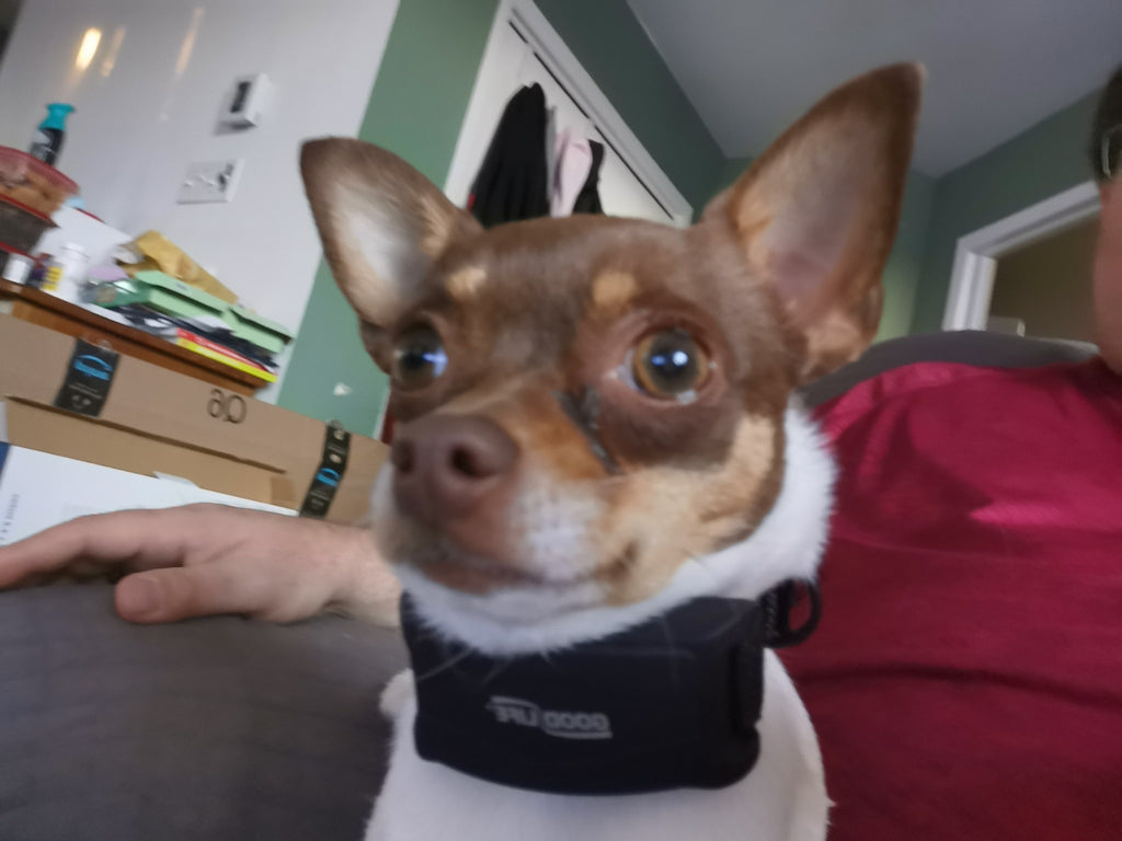 A dog wearing a bark collar.