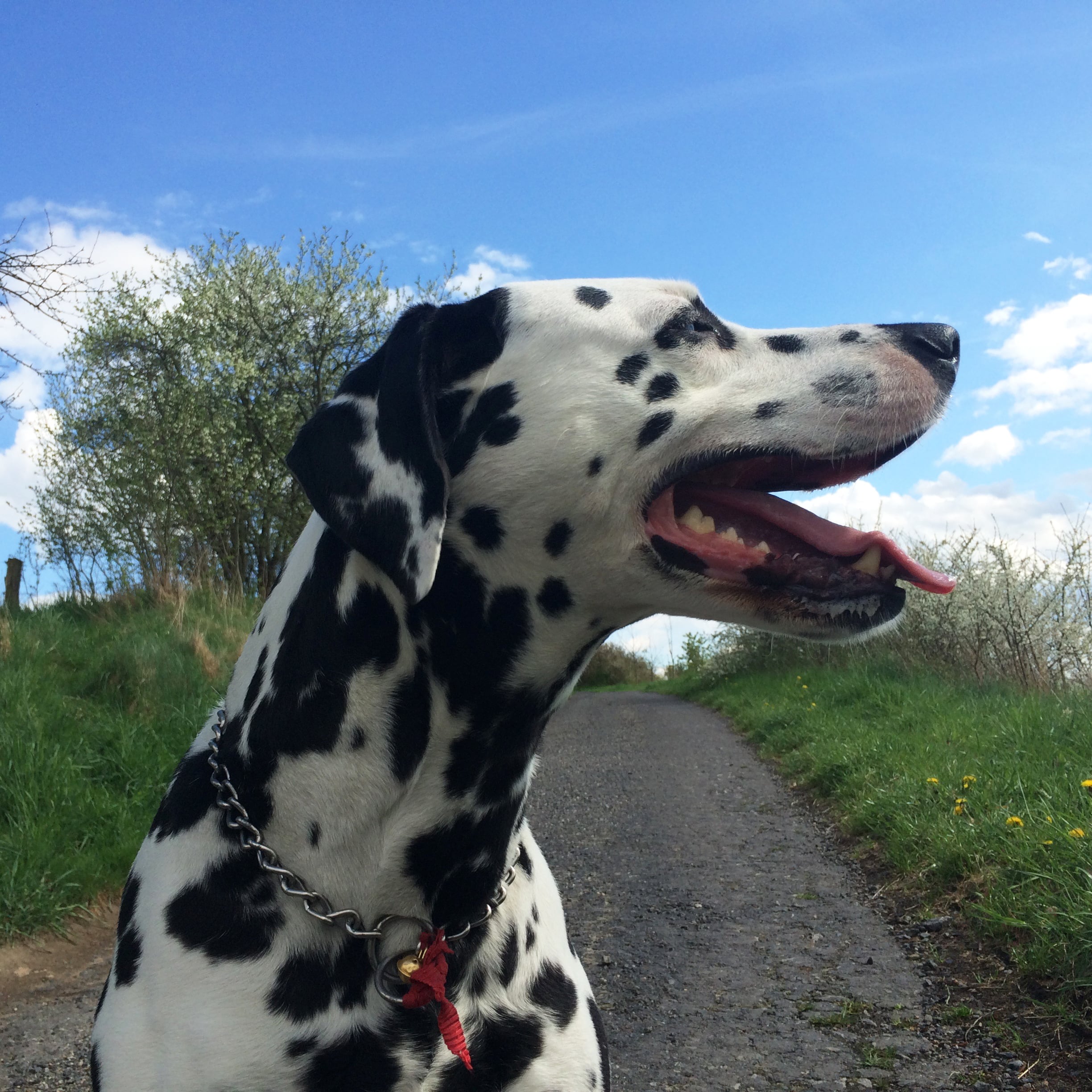 Example of a Dalmatian dog