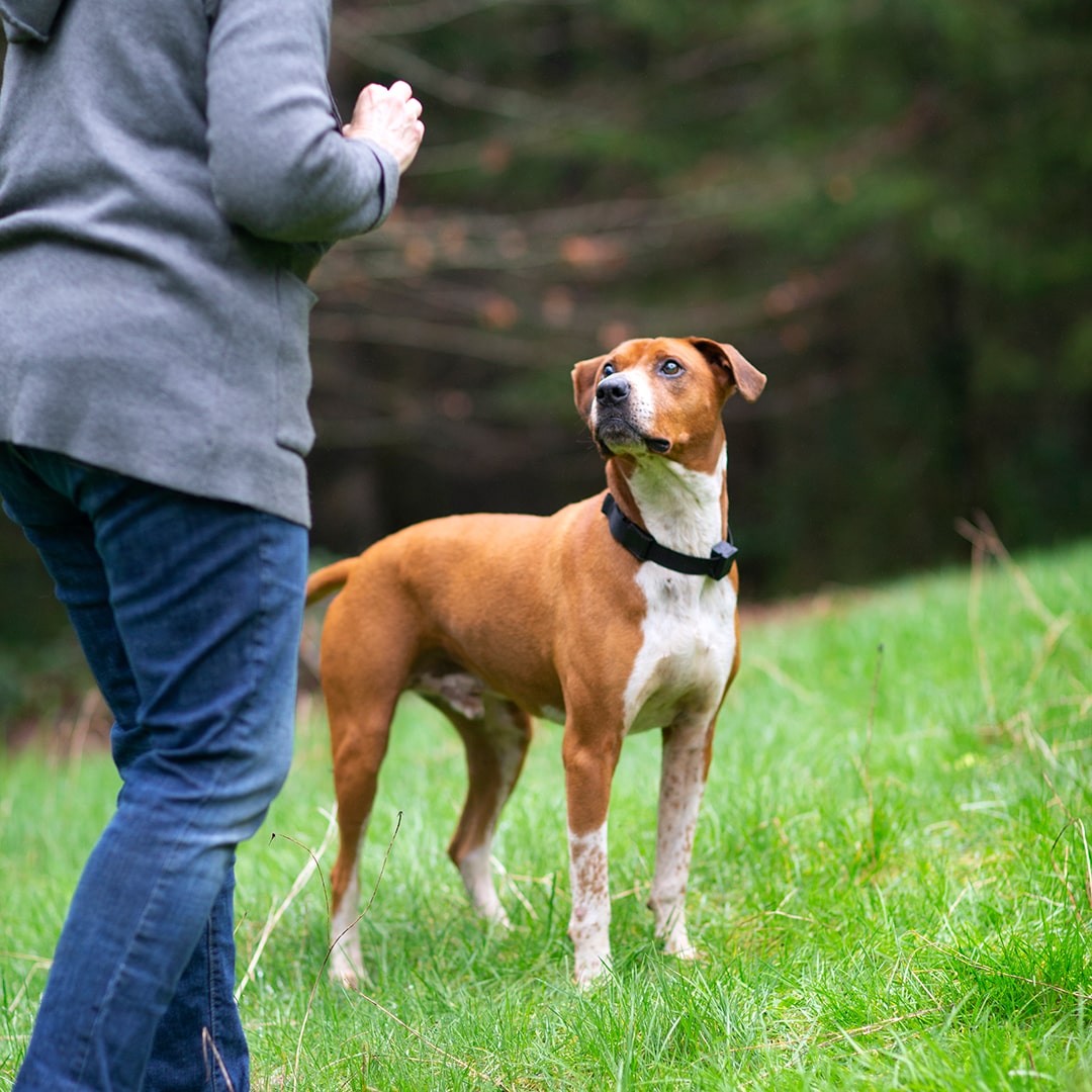 A Boxer-mix dog wearing the Positive Pet Collar
