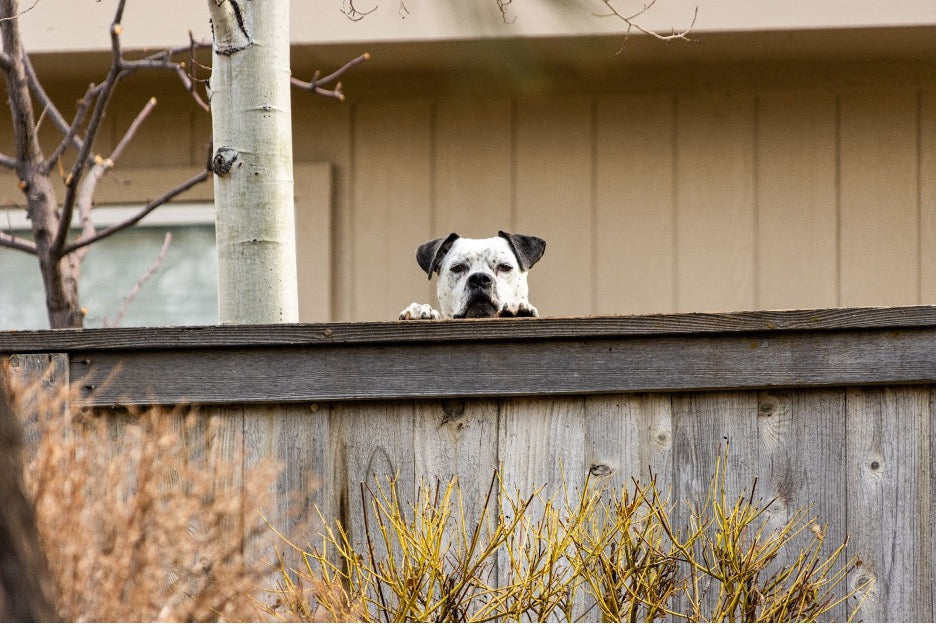 A dog looking over the fence.