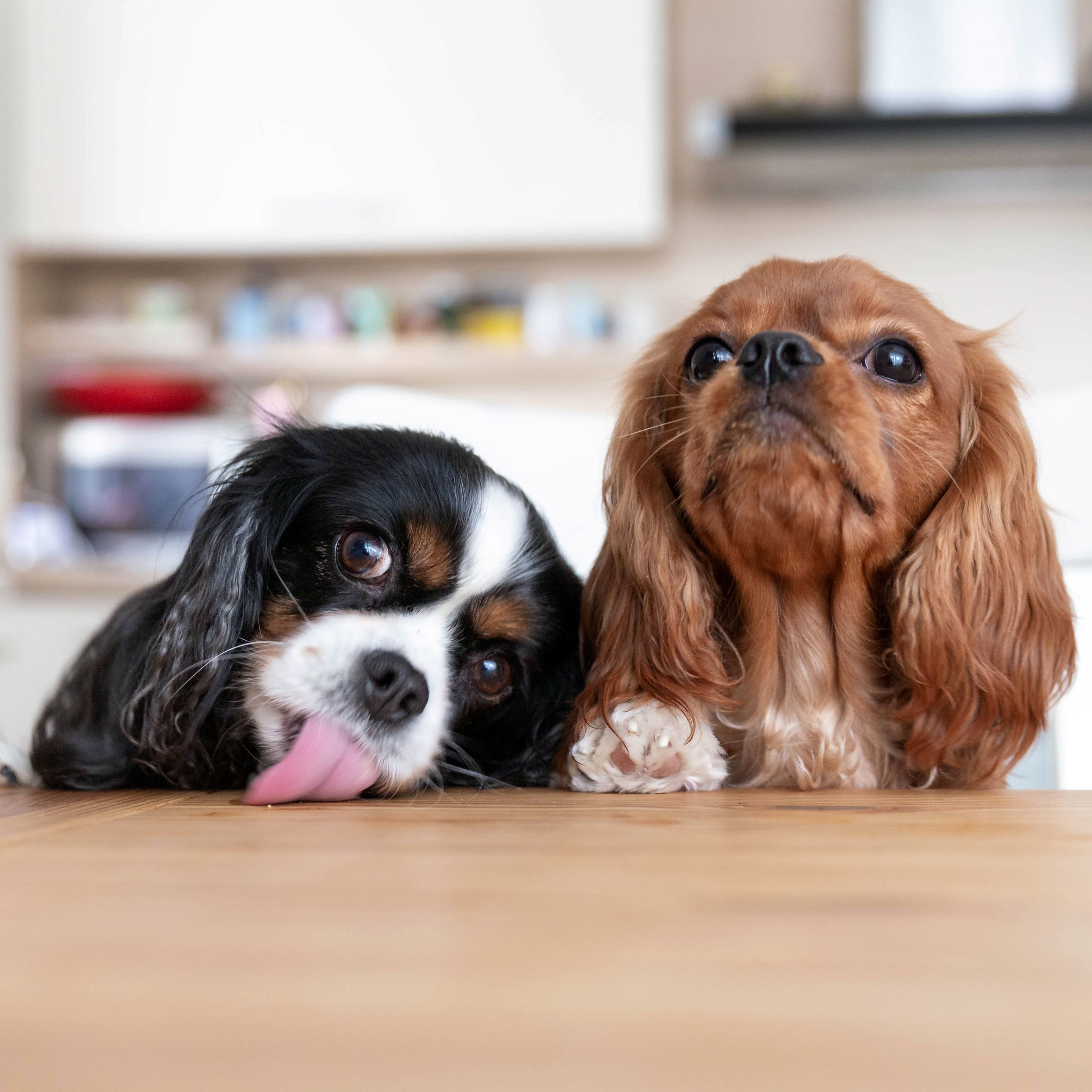 Two cocker spaniel puppies begging for food at the kitchen table.