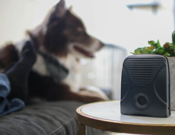 long range dog silencer