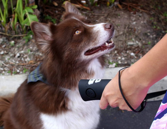 can ultrasonic waves hurt dogs