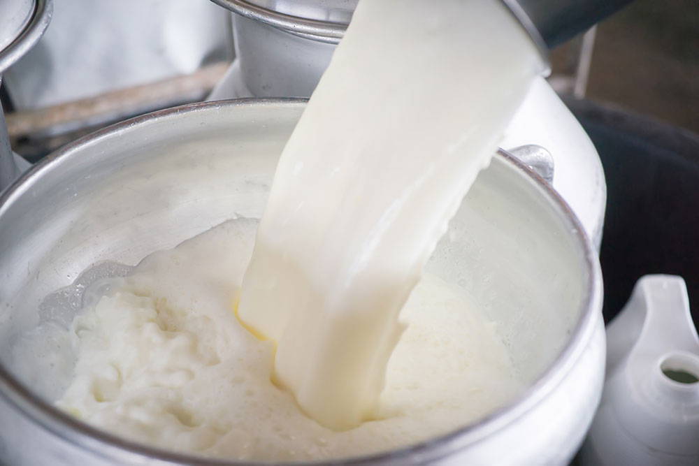 Milk And Cream Faq Cheese Making Supply Company