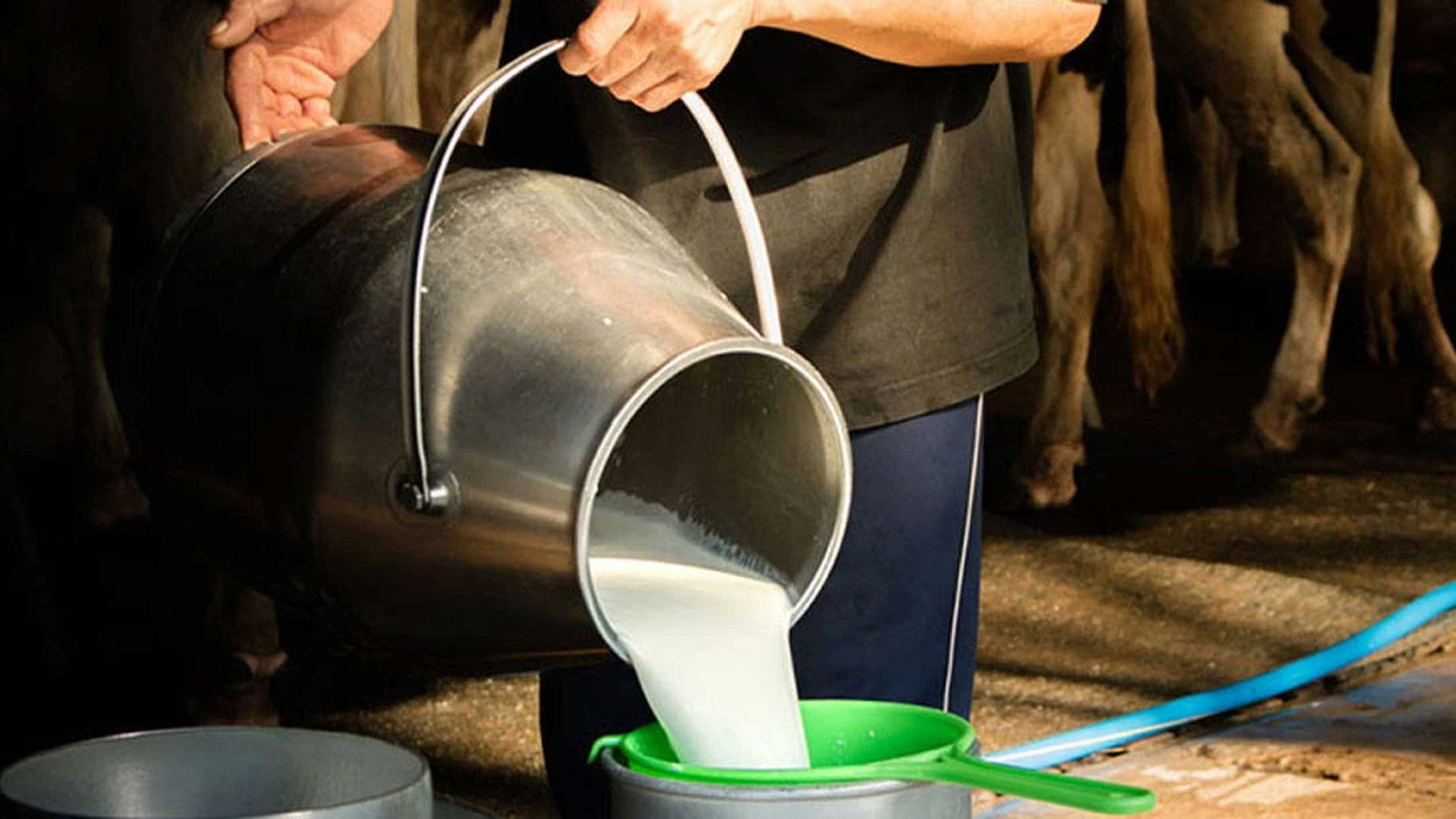 The Evolution Of Milk For Cheese Making