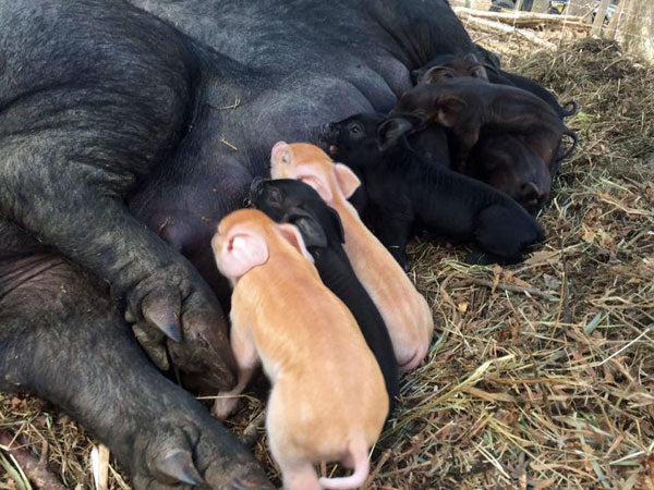 sfw.piglets