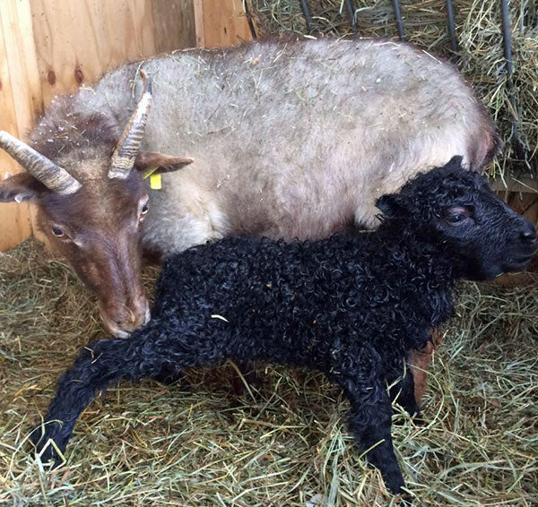sfw.sheep