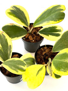 hoya kerrii albomarginata (outer variegation)