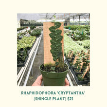 4” rhaphidophora cryptantha