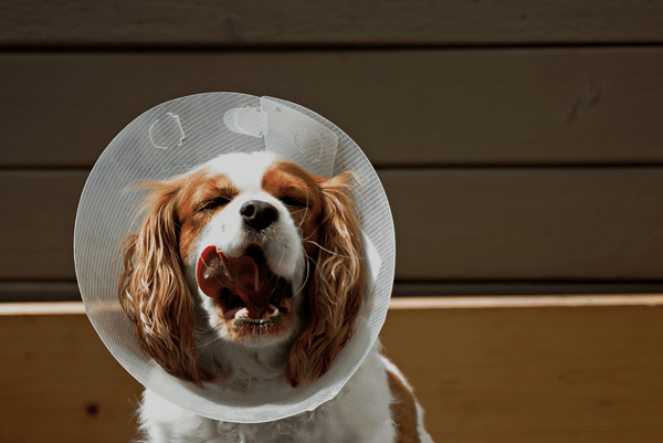 Dog in cone licking