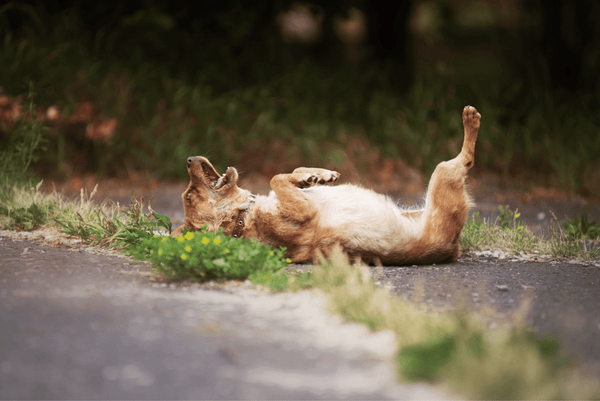 Dog in summer itchy skin