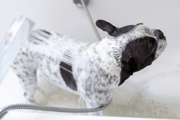 French Bulldog in bath for hot spot treatment
