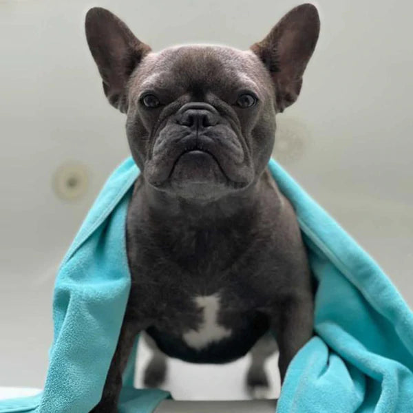 French Bulldog with dog bath towel