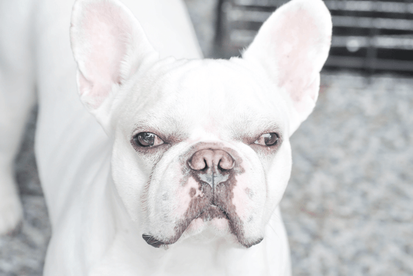 White French Bulldog