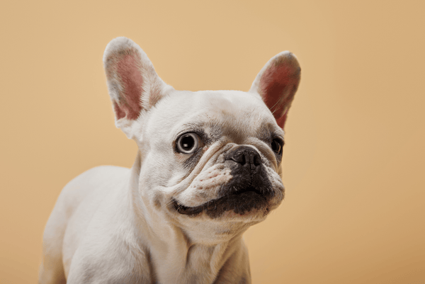 White Frenchie with blue eyes