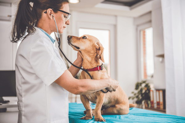 dog at veterinarian what to do if dog eats bath bomb