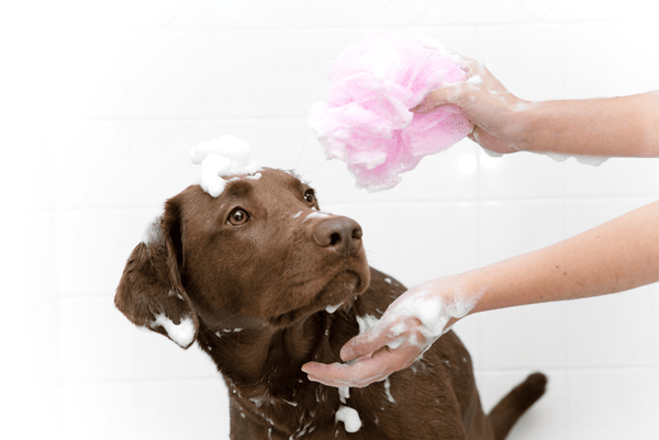 dog bath bomb dog doesnt like baths