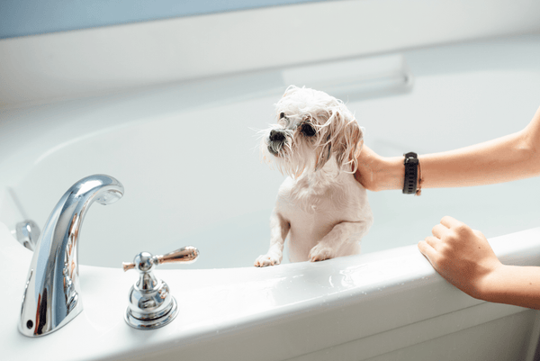 dog bath dog safe bath bomb dog safe essential oils