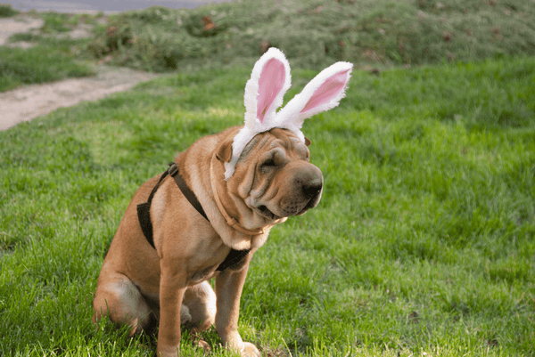 dog easter bunny ears easter activities