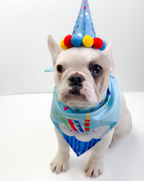 Fido Fizzies birthday pack frendh bulldog wearing birthday