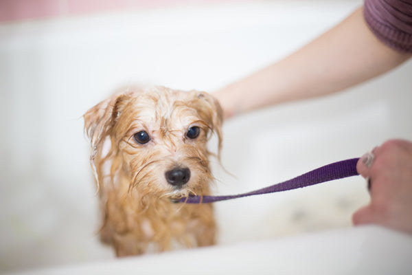 dog in bath tub giving dog a bath at home