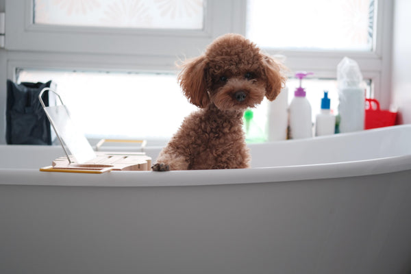 dog in bath tub how to use a dog bath bomb