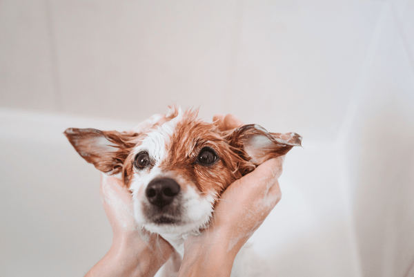 dog in bathtub add dog bath bomb to dog's bath routine