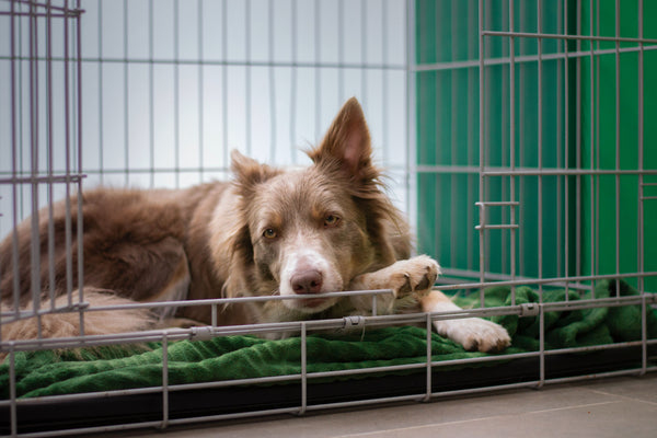 dog in crate dealing with anxiety
