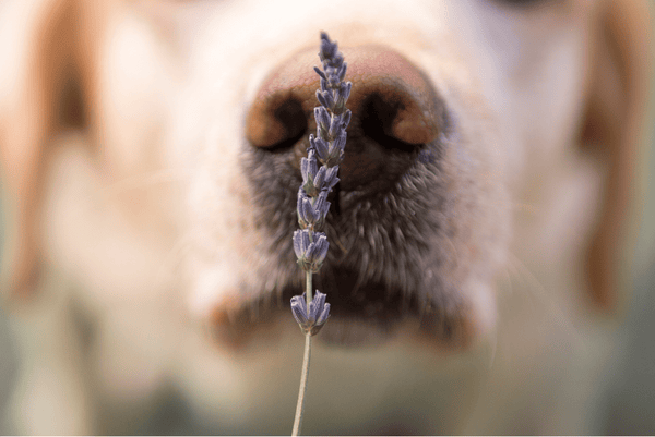 dog nose essential oils can dogs smell essential oils