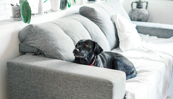 dog on couch separation anxiety