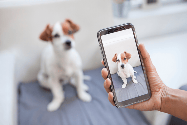 dog posing for Instagram photo how to make your dog Instagram famous