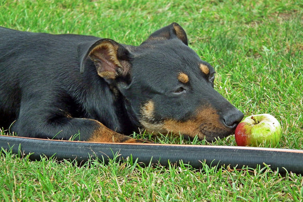 dog sniffing apple fall ingredients that are safe for dogs